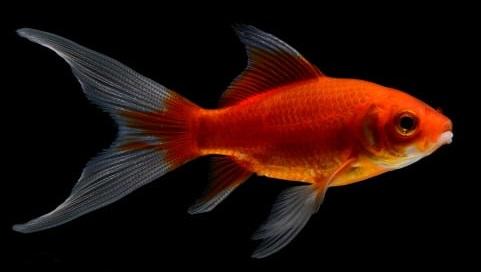 comet goldfish