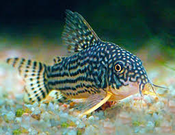 Corydora