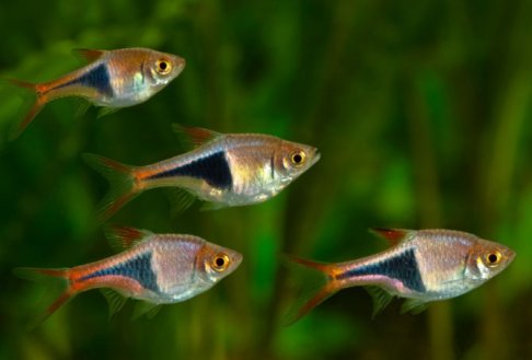 harlequin rasbora