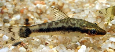Otocinclus_macrospilus