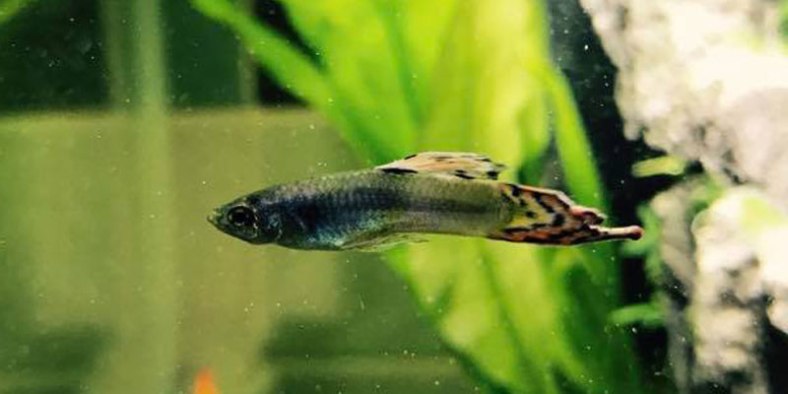 sick guppy