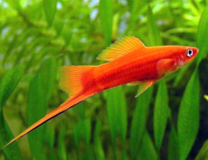 swordtail