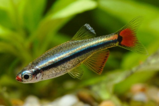 Tanichthys-albonubes-01