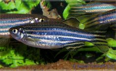 zebra danio